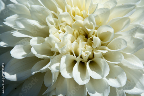白いダリアの花のクローズアップ © kinpouge