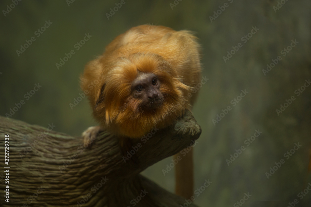 Obraz premium Tamaryna złocista, marmozeta złota (Leontopithecus rosalia).