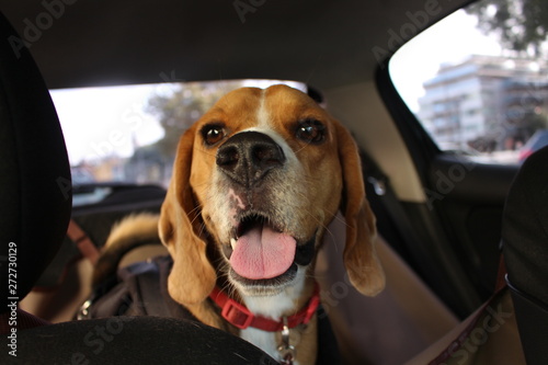 Beagle Dog © Gianna Pilar