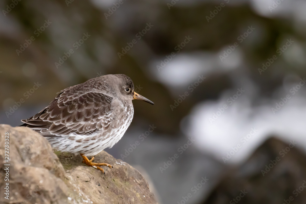 Purple Sandpiper waiting for the tide to retreat Purple Sandpiper waiting for the tide to retreat