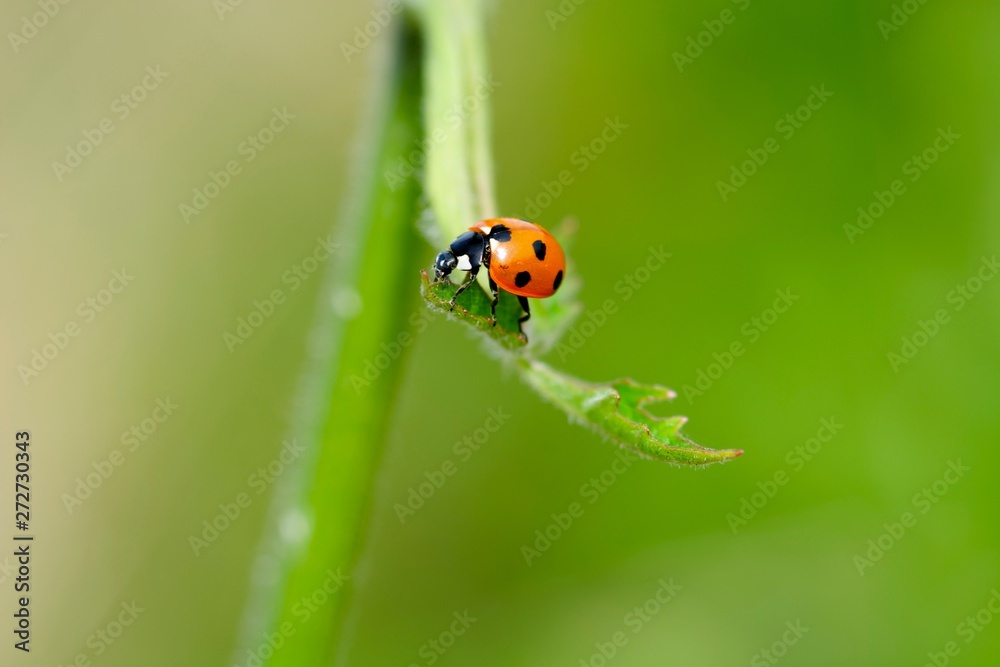 coccinelle