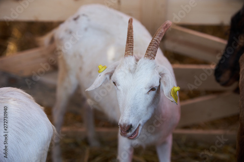 Goat in a farm wooden shed, close-up. Agriculture industry