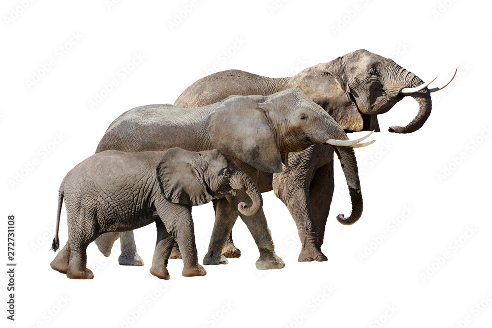 Fototapeta premium Elephant Family Together Isolated on White