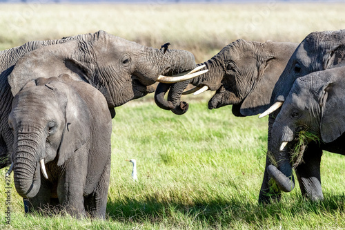 Elephant Family Trunks Entw...