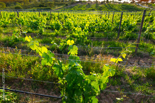 Vineyard, Concelho de Grandola, Alentejo, Portugal, Europe photo