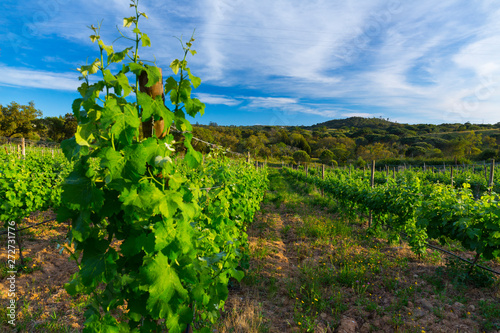 Vineyard, Concelho de Grandola, Alentejo, Portugal, Europe photo