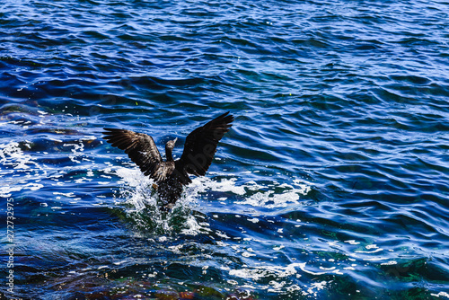 Black cormorant, Phalacrocorax carbo, spreading its wings to land on the sea. © Joaquin Corbalan