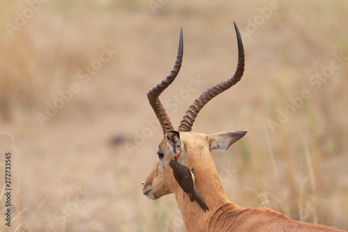 Male Impala in South Africa