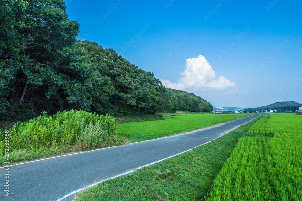 夏の田舎道と入道雲 Stock Photo Adobe Stock
