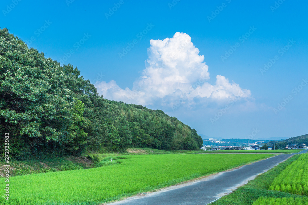 夏の田舎道と入道雲 Stock Photo Adobe Stock