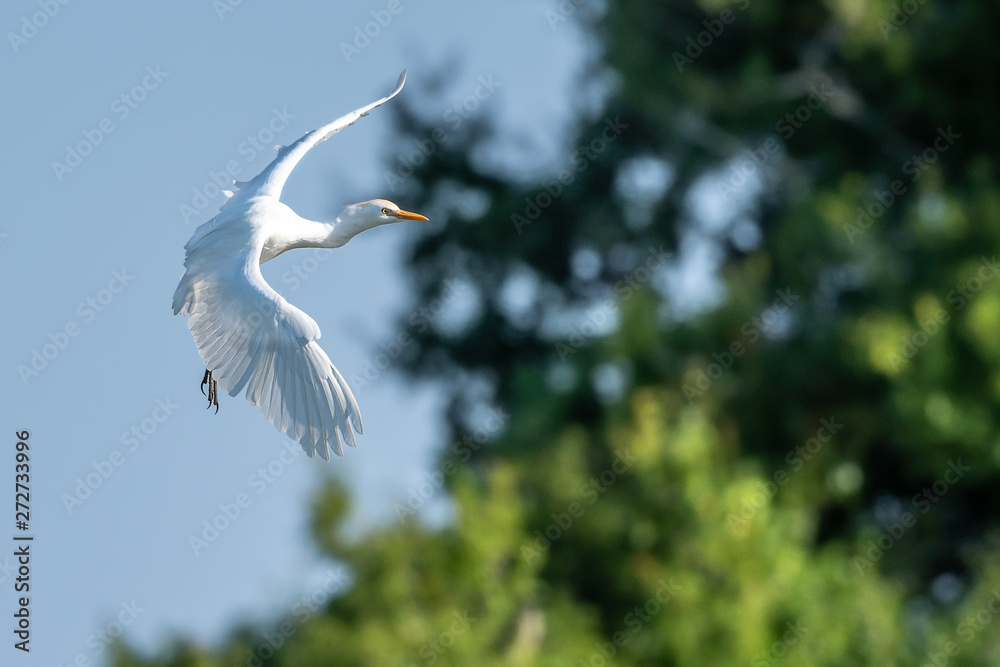 Great white egret coming in for a landing with wings spread Great white egret coming in for a landing with wings spread
