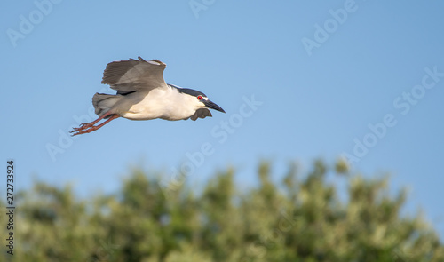 Night heron in flight