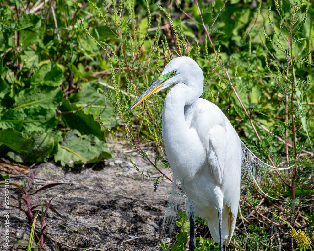 Great white egret with breeding plumage in its natural habitat in Florida, USA Great white egret with breeding plumage in its natural habitat in Florida, USA