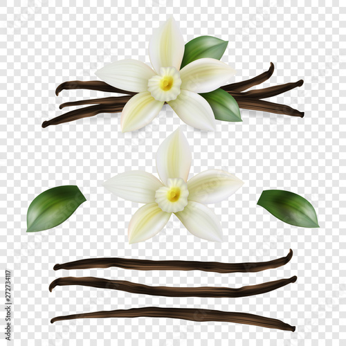 Vector 3d Realistic Sweet Scented Fresh Vanilla Flower with Dried Seed Pods and Leaves Set Closeup Isolated on Transparent Background. Distinctive Flavoring, Culinary Concept. Front View