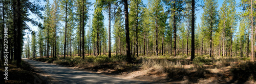 A dirt road leading through a densely grown section of the Deschutes Forest in Oregon. © Kirk