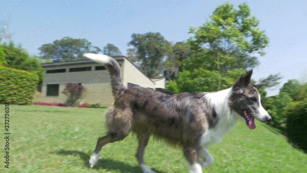 majestic boarder collie prancing in the grass majestic boarder collie prancing in the grass