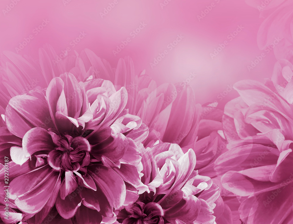 Floral vintage  pink  beautiful background.    Dahlias and petals  flowers. Close-up. Nature.