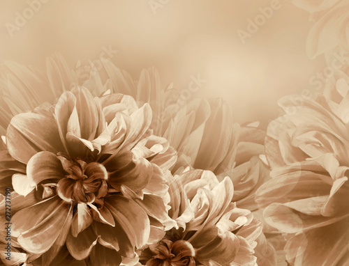 Floral vintage  brown  beautiful background.   Dahlias and petals  flowers. Close-up. Nature. © nadezhda F