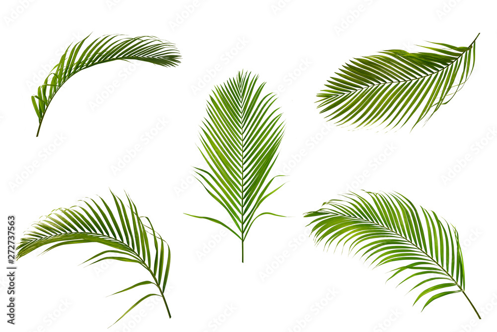 Fototapeta Set of palm leaves isolated on white background