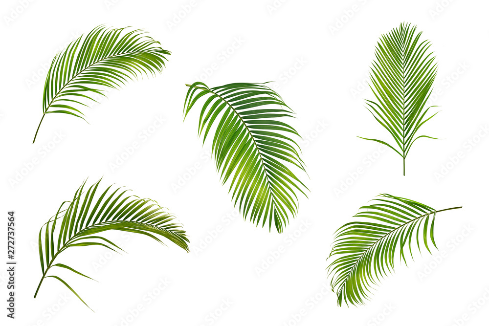 Fototapeta Kolekcja liści palmowych na białym tle