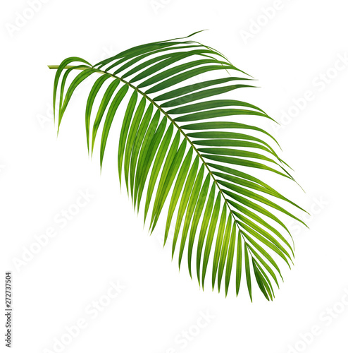 Green palm leaf isolated on white background