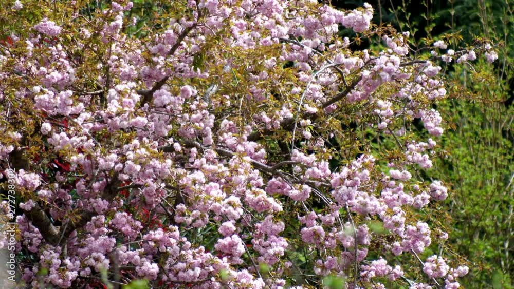 Wide shot of a cherry tree blossoming. Early spring Wide shot of a cherry tree blossoming. Early spring