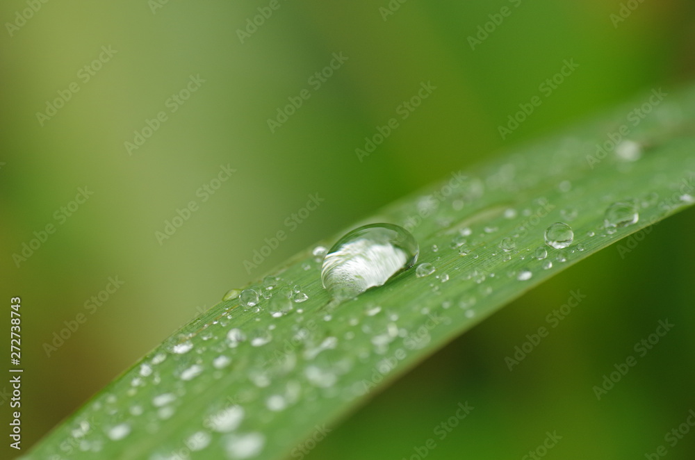 葉に残る雨粒 葉に残る雨粒