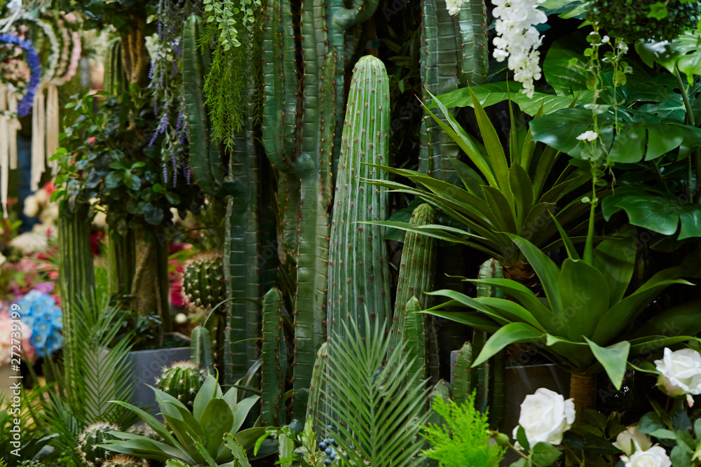 Fototapeta premium Various houseplants at flower shop