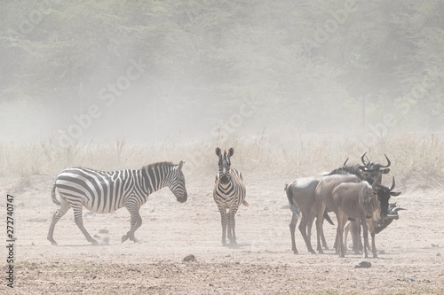 Zebra and Wildebeest in Dust of Kenya