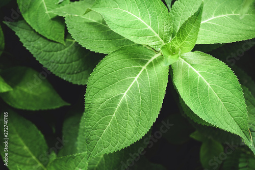 Close up of nature green leaves in the garden with soft focus and blur leaf tree background