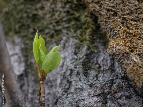 Fresh green leaf on a tree bark background
