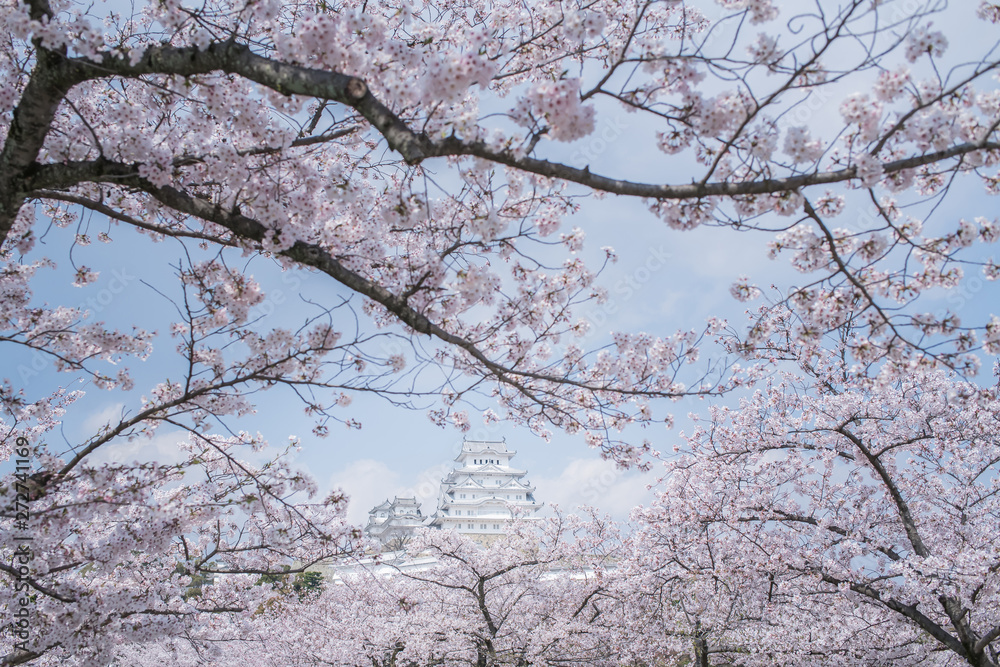 sakura  Sakura surrounded Himeji Castle