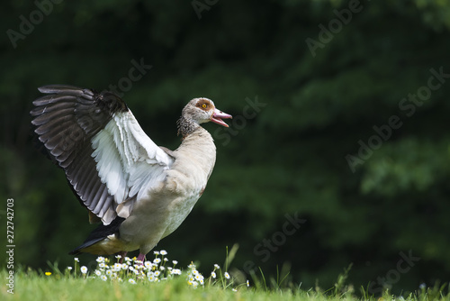 Egyptian goose | Alopochen aegyptiaca