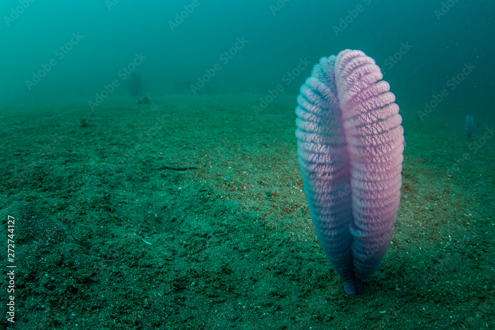 A purple sea pen catches plankton as it grows out of a sandy slope in  Komodo National Park, Indonesia. Sea pens are often found in sandy habitats  where there is current. Stock