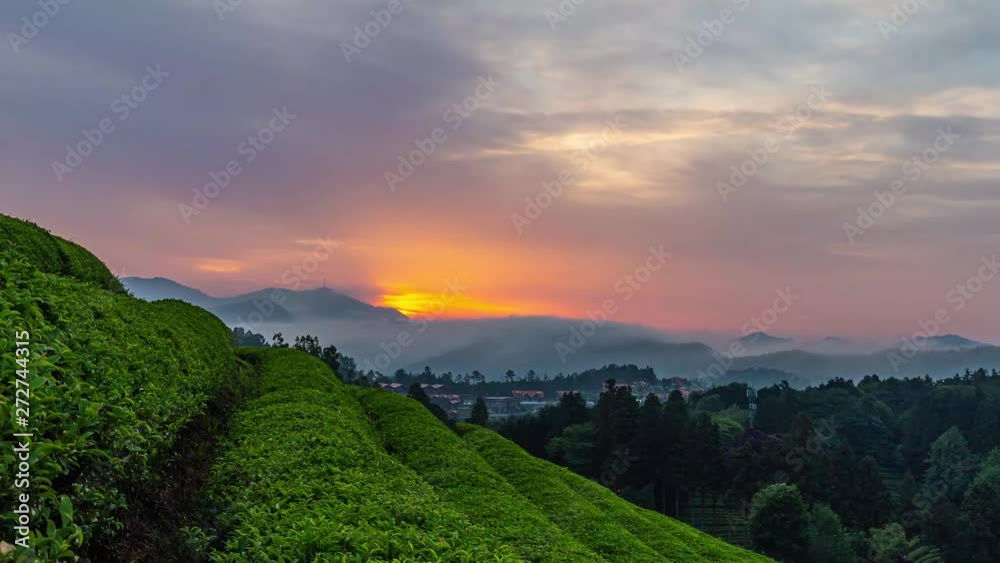 A landscape view of the rise of the sun in the green tea fields of Boseong, south korea A landscape view of the rise of the sun in the green tea fields of Boseong, south korea