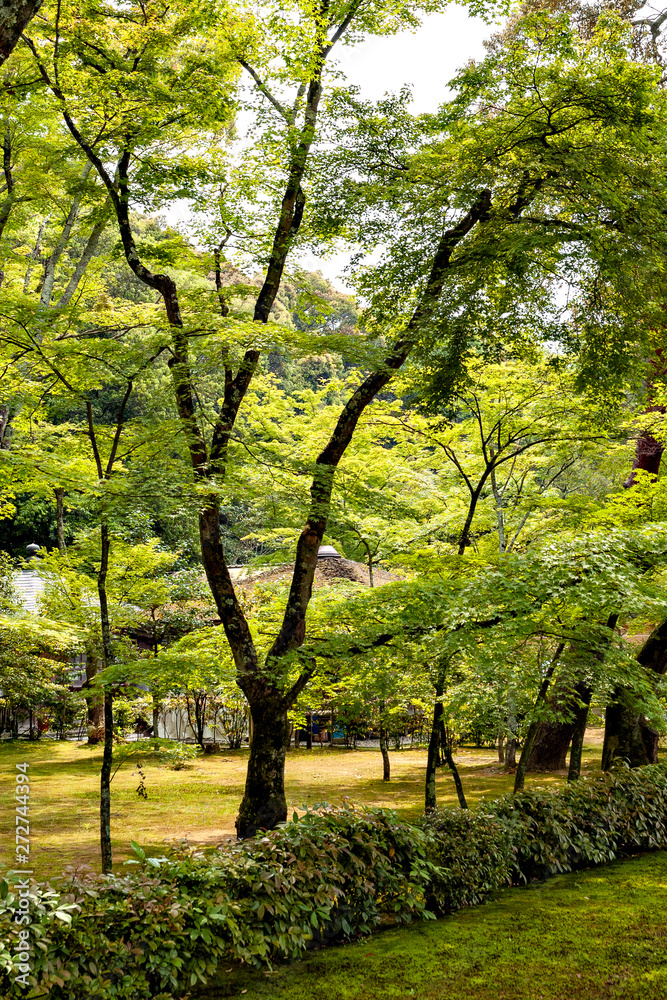 Naklejka premium Garden of Kinkakuji temple in Kyoto, Japan