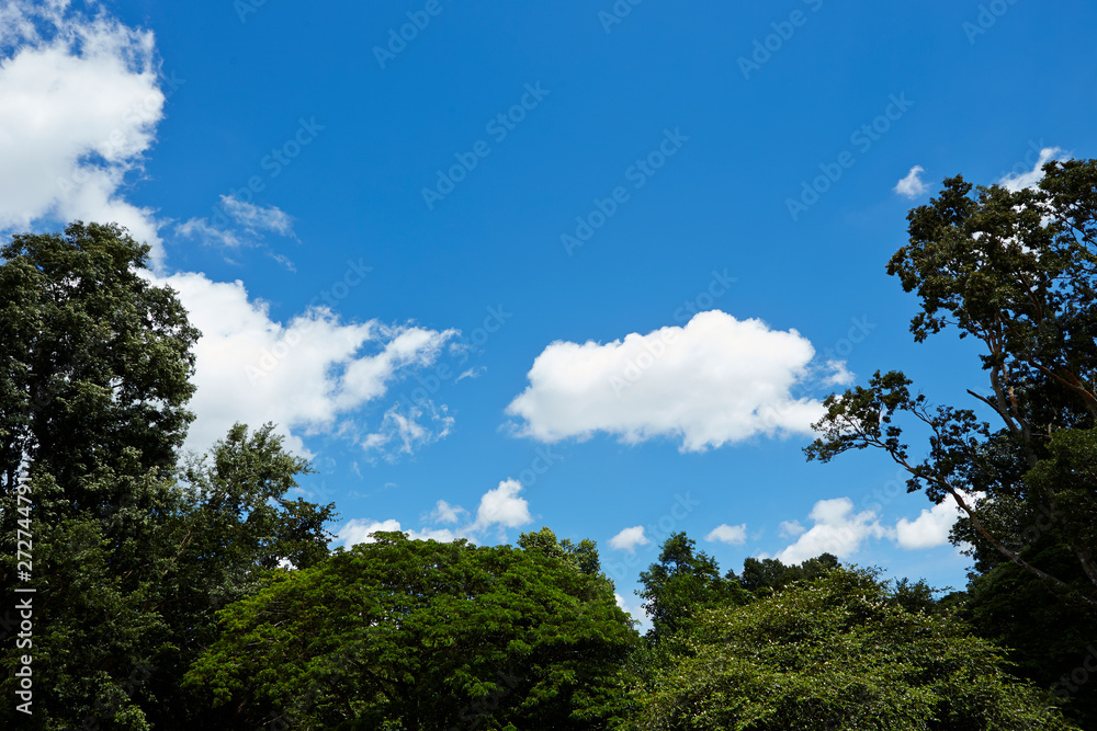 trees and blue sky trees and blue sky