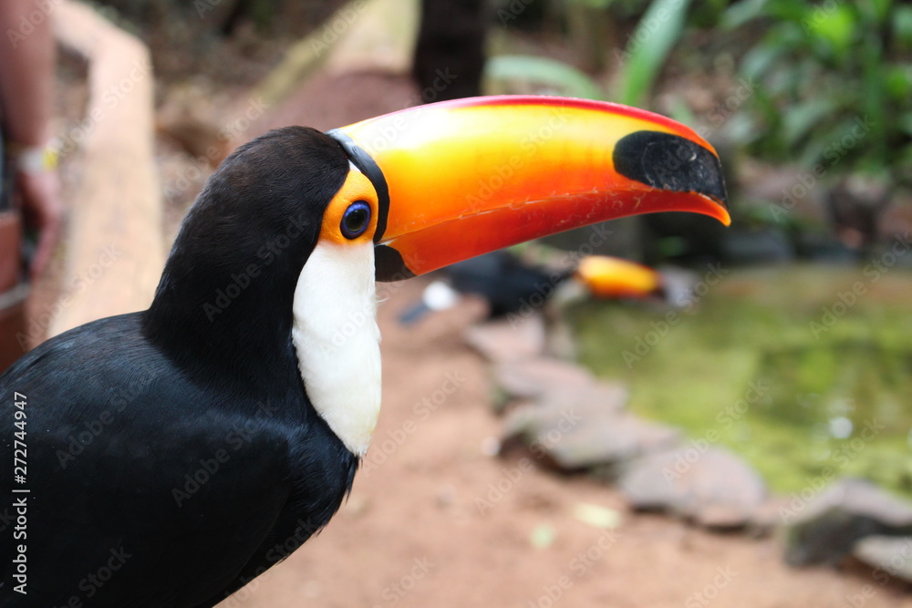 Naklejka premium Tucán 4