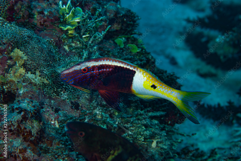 Fototapeta premium Half and Half Goatfish Parupeneus barberinoides
