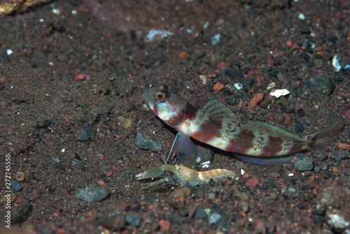 Broad-Banded Shrimp-Goby Amblyeleotris periophthalma