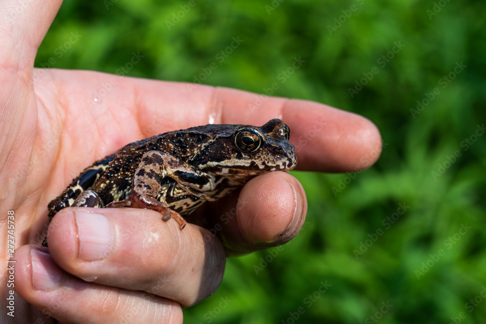 Sitting on the palm of a frog on a green background. Sitting on the palm of a frog on a green background.