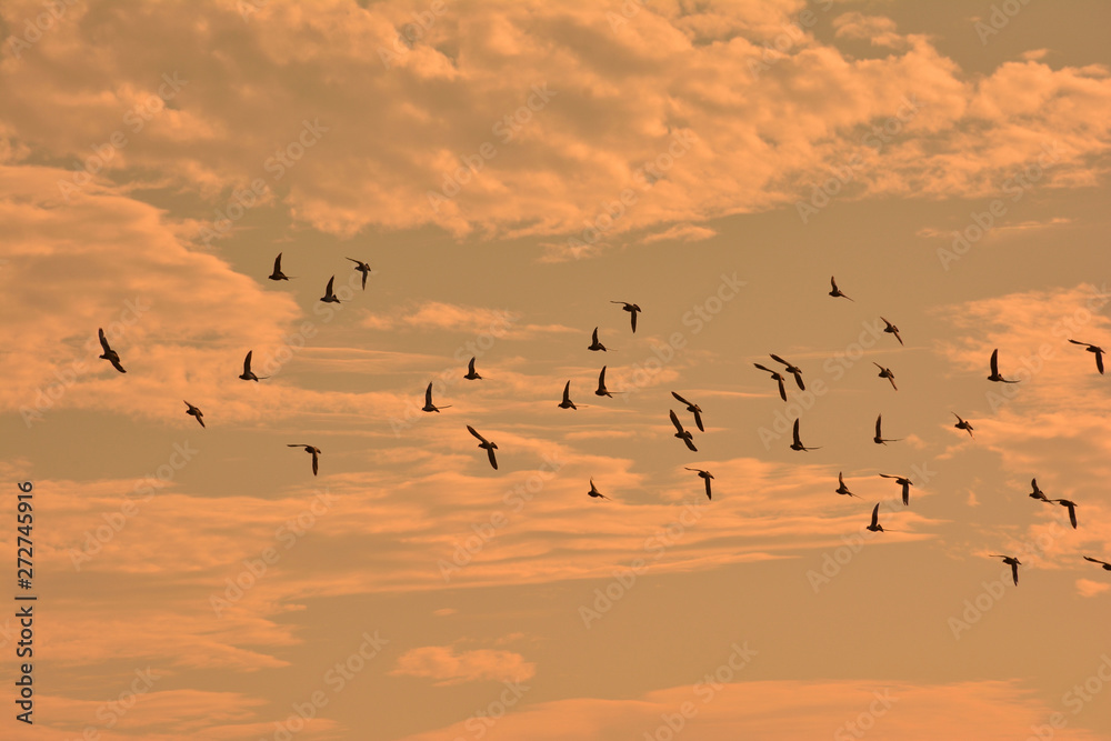 Sunset and flock of birds