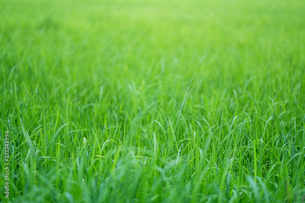Close up image of rice field in green season Close up image of rice field in green season