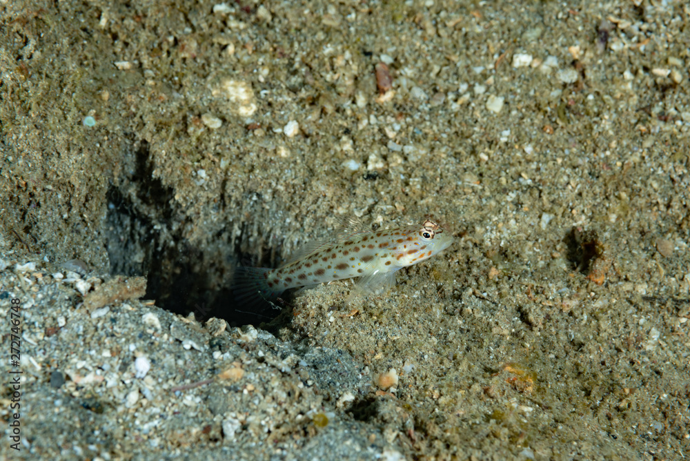 Saffrong Shrimp-goby Ctenogobiops crocineus Saffrong Shrimp-goby Ctenogobiops crocineus