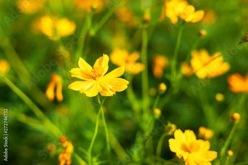 Yellow sulfur Cosmos flowers in the garden of the nature.