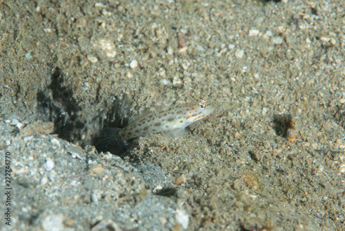 Saffrong Shrimp-goby Ctenogobiops crocineus