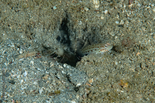 Saffrong Shrimp-goby Ctenogobiops crocineus