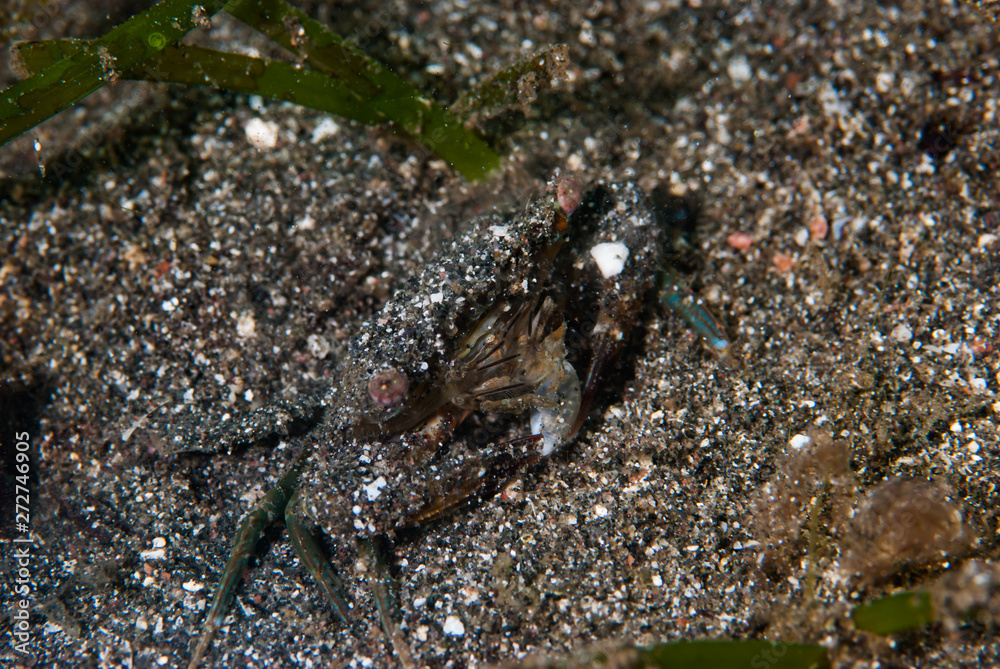 Shrimp-Goby Vanderhorstia sp.