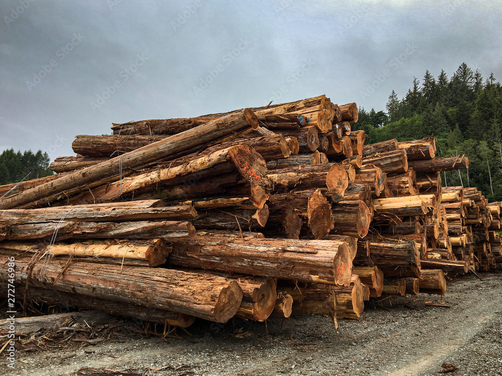 Old Growth Western Red Cedar Logs in Log Sort Yard Old Growth Western Red Cedar Logs in Log Sort Yard