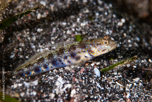Shrimp-Goby Vanderhorstia sp.